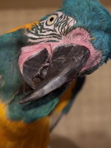 Амбулаторный прием двух попугаев по цене одного