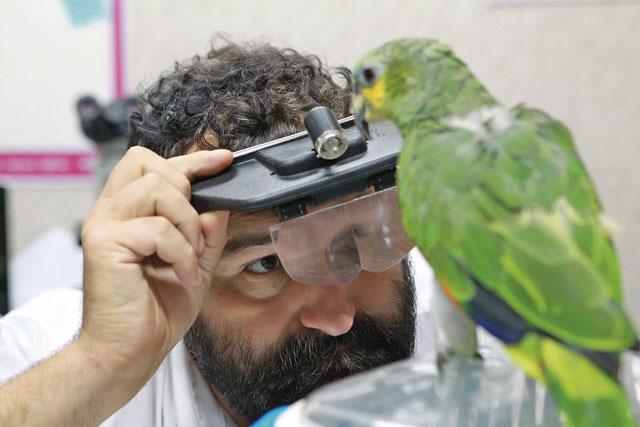 Профессиональный орнитолог, ветеринарный врач канд биол наук Владимир Владимирович Романов в амбулаторном покое обследует венесуэльского амазона