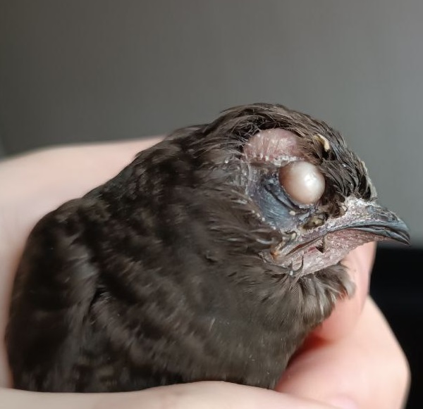 стриж с абсцессом